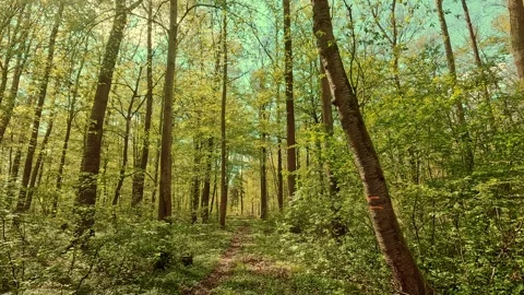 Springtime mood in the forest, walking on forest paths Video stock 334591890