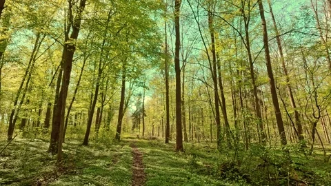 Springtime mood in the forest, walking on forest paths Video stock 334592105