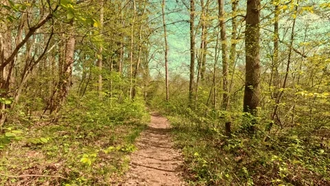 Springtime mood in the forest, walking on forest paths Video stock 334592887