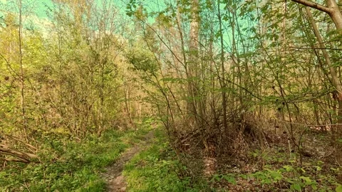 Springtime mood in the forest, walking on forest paths Video stock 334593883