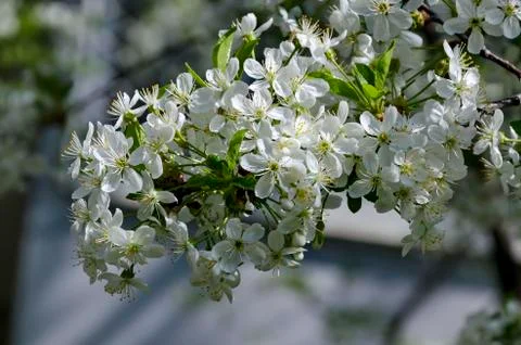 Springtime - an morello cherry tree branch with flowers Stock Photos