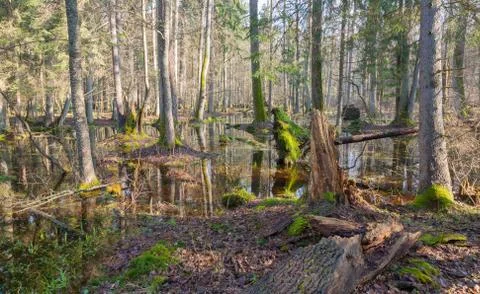 Springtime morning in forest Stock Photos