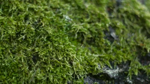 Springtime Moss in a Summer Forest Stock Footage 276716997