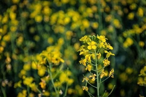 Springtime Mustard Blossoms Stock Photos
