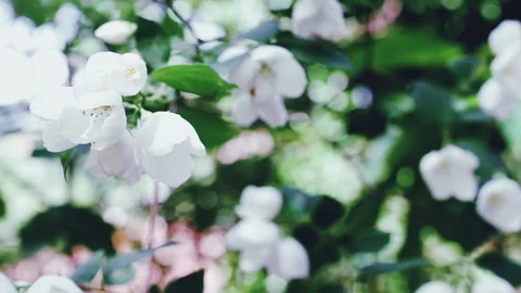Springtime nature backgrounds Stock Footage 338099274