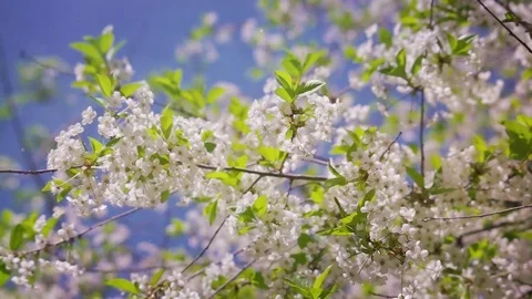 Springtime Nature Garden Stock Footage 84627493