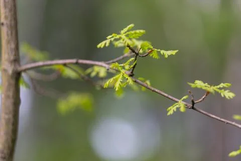 Springtime nature scene. Softfocused background with budding leaves and for.. Stock Photos