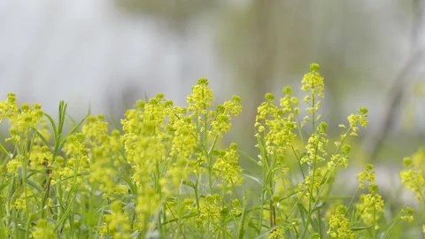 Springtime nature scenery featuring blooming flowers and budding plants Stock Footage 310065801