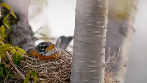 Springtime Nesting Birds Robin Cinematic Film Look Flowers Stock Footage 307124186