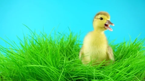Springtime, newborn sweet duckling in grass, quacks and looking around Stock Footage 73028967