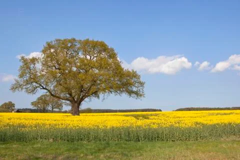 Springtime oak tree Stock Photos