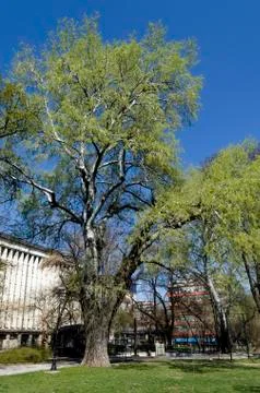 Springtime old silver birch or Betula alba single tree  in the garden Stock Photos