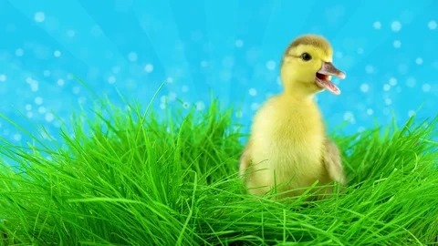 Springtime or summer background with copy space, newborn duckling in green grass Stock Footage 73325716