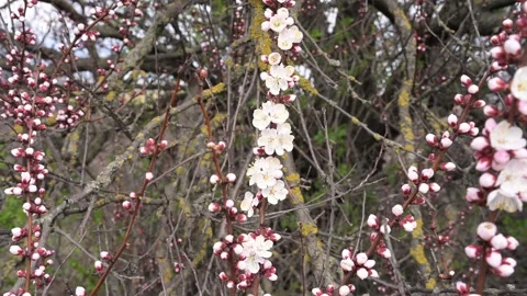 Springtime orchard background featuring pinkish white apricot flowers and vast a Stock Footage 333791557