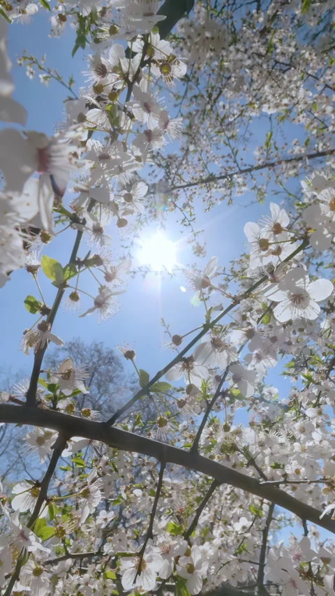 Springtime Orchard with White Flowers of Cherry Tree Against Clear, Blue Sky and Stock Footage 338133883