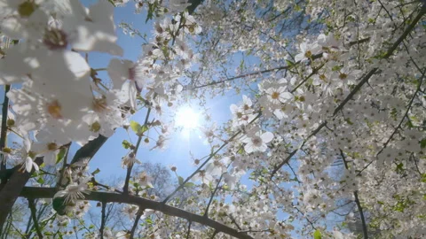 Springtime Orchard with White Flowers of Cherry Tree Against Clear, Blue Sky and Stock Footage 341284304