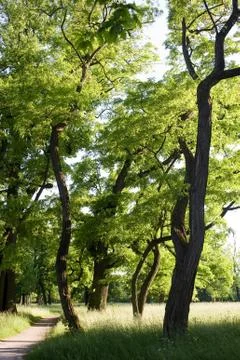 Springtime in the parc Foto stock