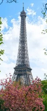 Springtime in Paris. Blossoming cherry trees and Eiffel tower. Focus on the Foto stock