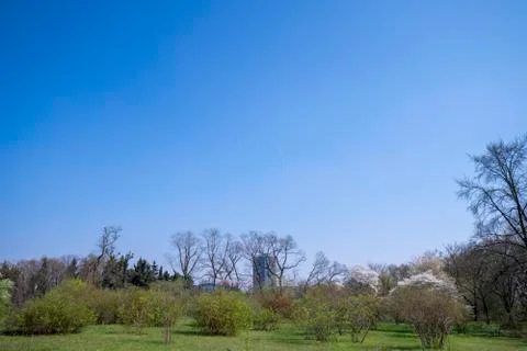 Springtime, a park in Berlin with trees and blue sky Stock Photos