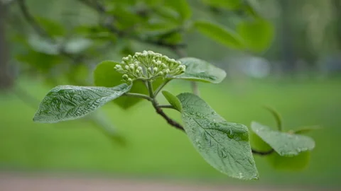 Springtime park in the evening. Young leaves on the branches of trees. Stock Footage 89914761