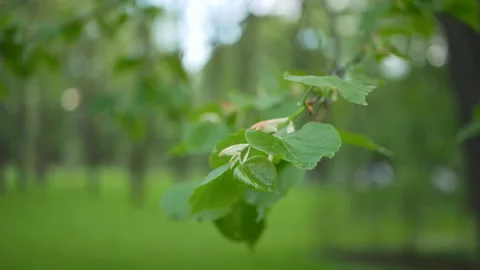 Springtime park in the evening. Young leaves on the branches of trees. Stock Footage 89916709