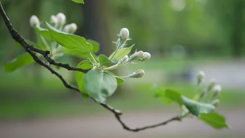 Springtime park in the evening. Young leaves on the branches of trees. Video stock 89916807