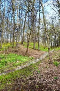 Springtime in park. First greenery of spring on sunny day Stock Photos