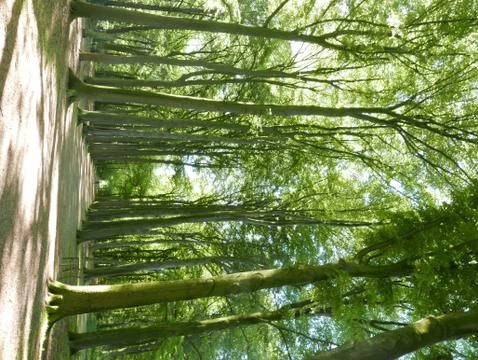 Springtime in the park. 库存照片