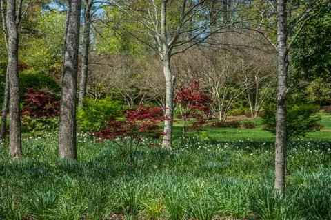 Springtime in the park Stock Photos