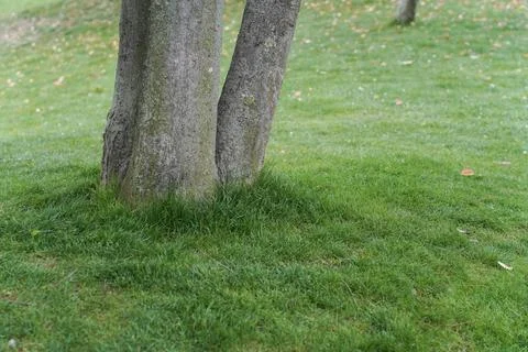 A springtime park scene captured in daylight shows a tree trunk on green lawn Foto stock