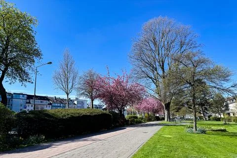 Springtime park setting with blooming trees and clear blue sky Stock Photos