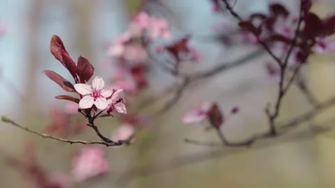 Springtime at Park Szczytnicki in Wrocław, Poland Stock Footage 249586953