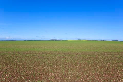 Springtime pea field Stock Photos