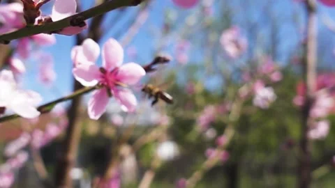 Springtime Peach Tree Branches Covered with Soft Pink Blossoms Against Blue Sky 스톡 동영상 344645284
