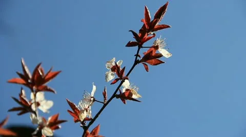 Springtime peach-tree sprig blossom Stock Footage 10841709