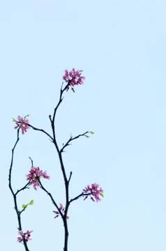 Springtime Stock Photos