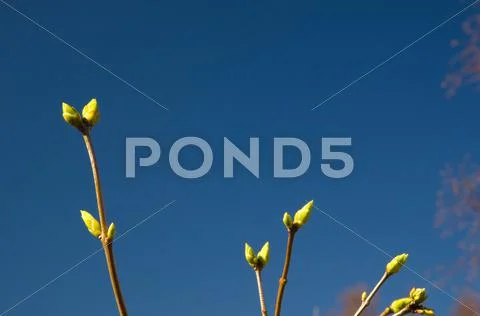 Springtime!!! Stock Photos