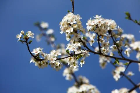 Springtime Stock Photos
