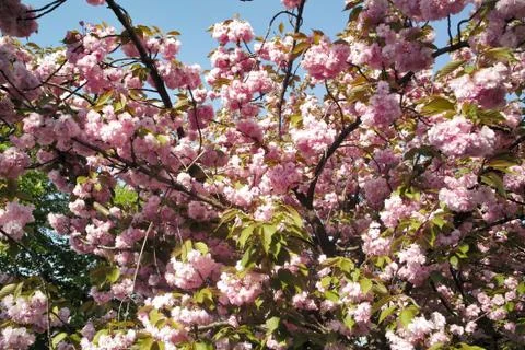 Springtime Foto stock