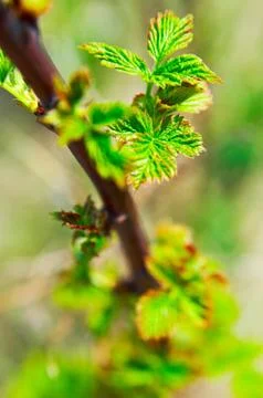 Springtime Foto stock