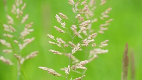 Springtime Stock Photos