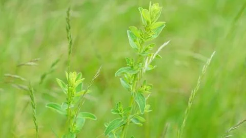 Springtime 스톡 사진