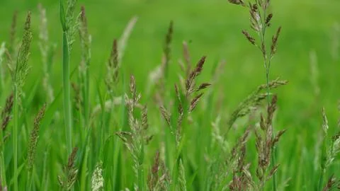 Springtime Fotos de archivo