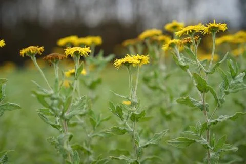 Springtime Foto stock