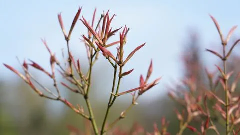 Springtime. 写真素材