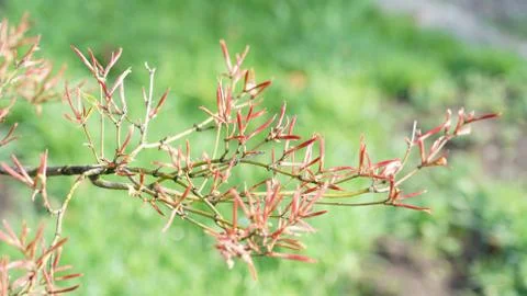 Springtime. 库存照片