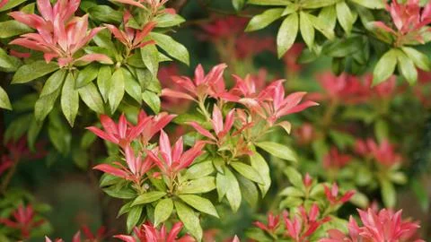 Springtime. 写真素材