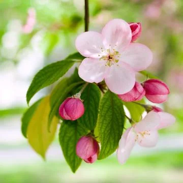 Springtime. Stock Photos