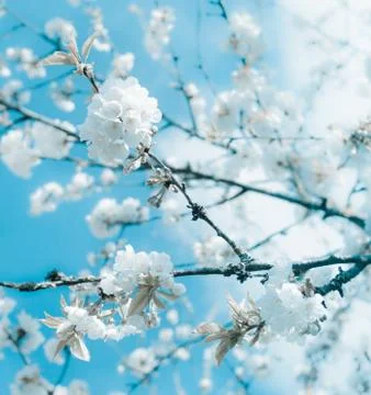 Springtime Stock Photos