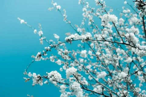 Springtime Stock-Fotos